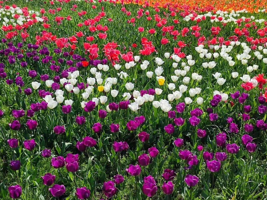 🏞️ 아다치 도시농업공원 (아다치쿠토시노교코엔) 이미지 9